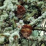 himalayan_cedar