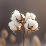 cotton