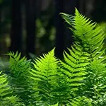 fern_hemp