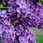 lilac