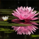 lotus