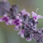 patchouli