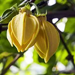 ylang